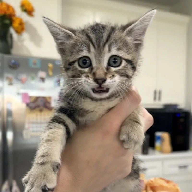 A baby small-sized female Brown / Chocolate Domestic Short Hair cat named Peaches for adoption in Midland, TX