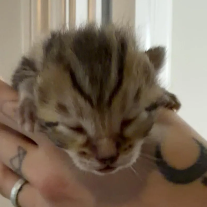 Peaches thumbnail 2