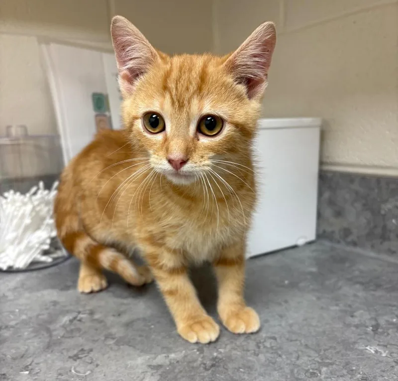 A baby medium-sized male Domestic Short Hair cat named Sparky for adoption in Greeneville, TN
