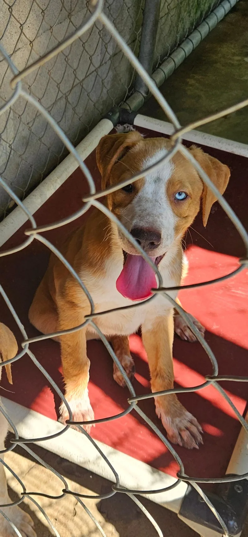 A baby medium-sized male Catahoula Leopard Dog dog named Hollys Group for adoption in Brooksville, FL