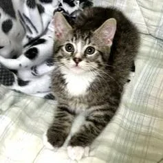 A baby small-sized male Black Domestic Short Hair cat named Jacek for adoption in Novelty, OH