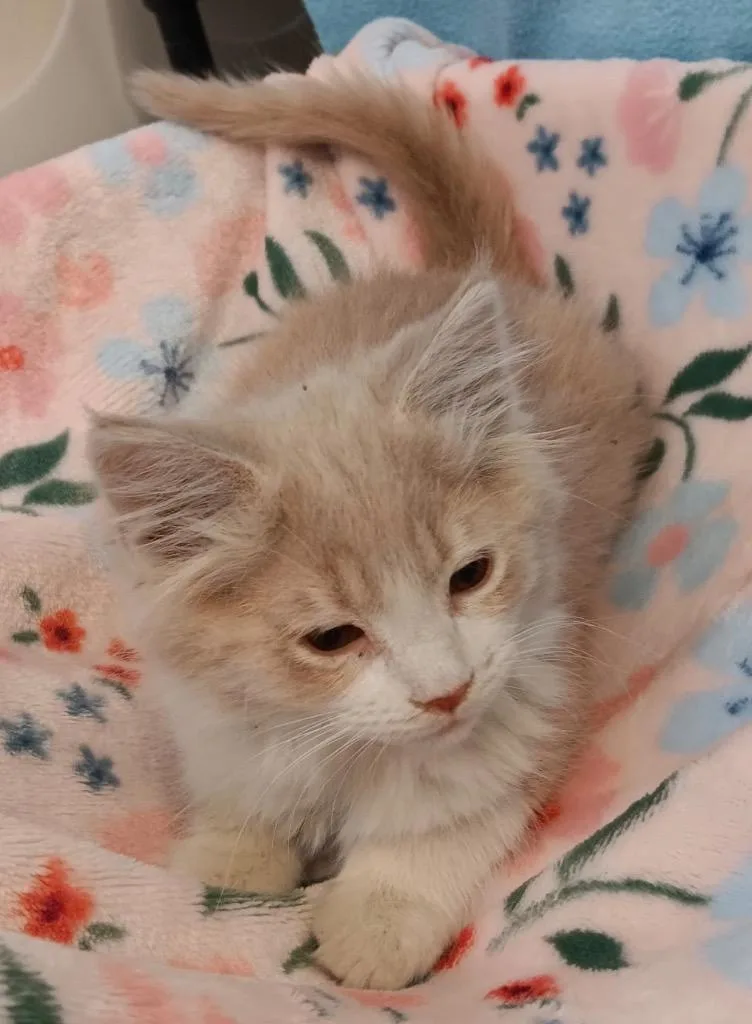 A baby medium-sized male Domestic Medium Hair cat named Miss Frizzle Arnold P. for adoption in Crandon, WI