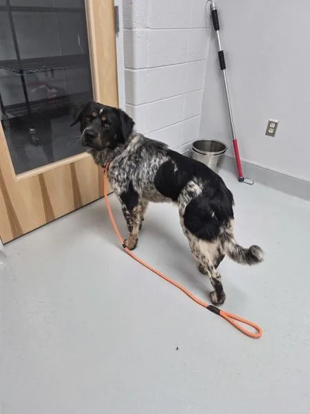 A young large-sized male Australian Shepherd dog named Ic Oogie Boogie for adoption in Lawrenceville, GA