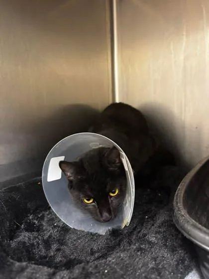 A young medium-sized female Black Domestic Short Hair cat named Kit Kat for adoption in Annapolis, MD