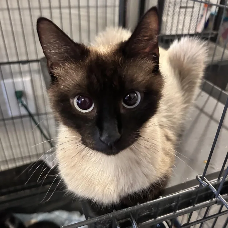 Siamese mom