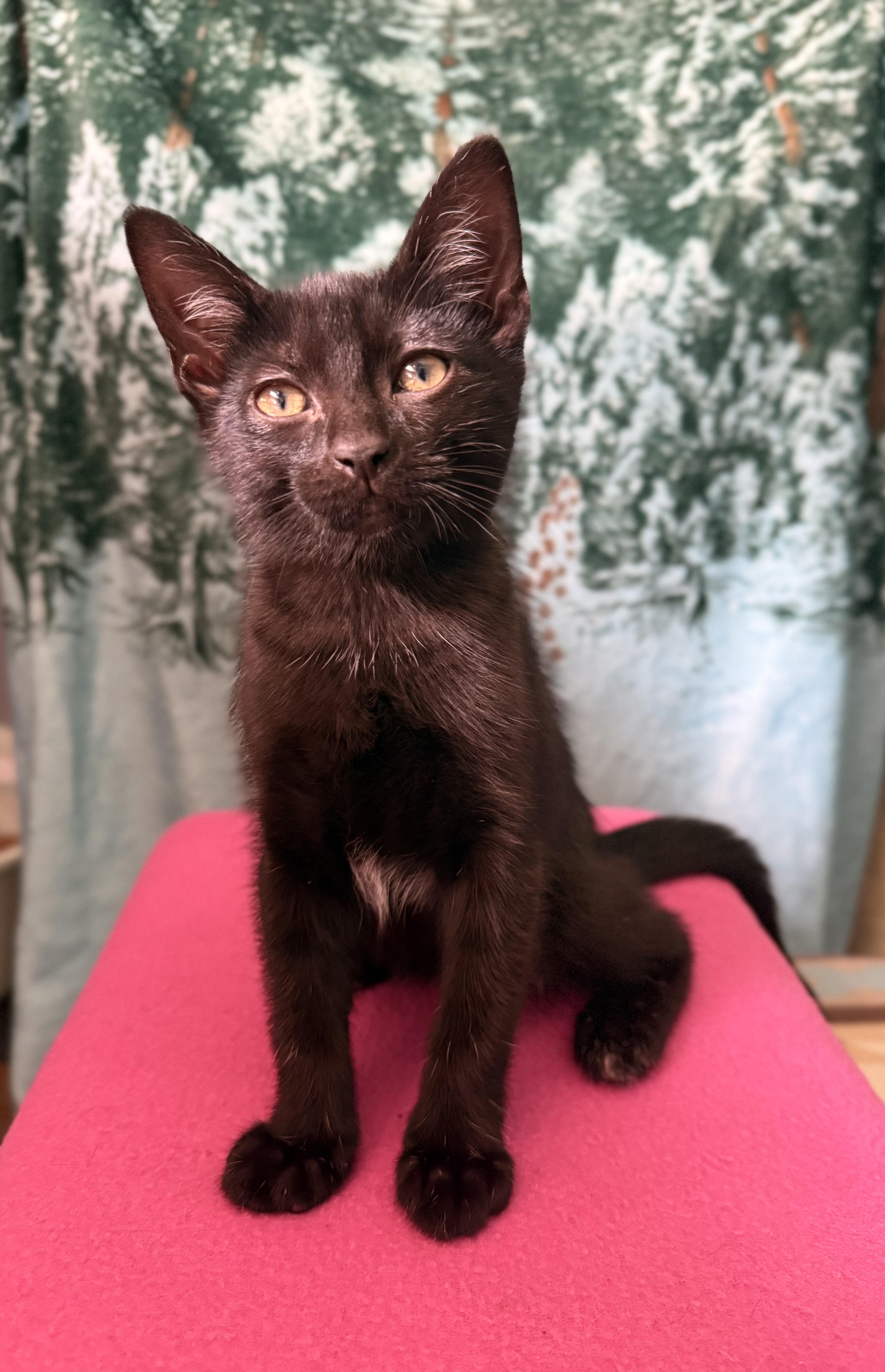 A young medium-sized female Black Domestic Short Hair cat named Sadie and Sophie for adoption in Myrtle Beach, SC