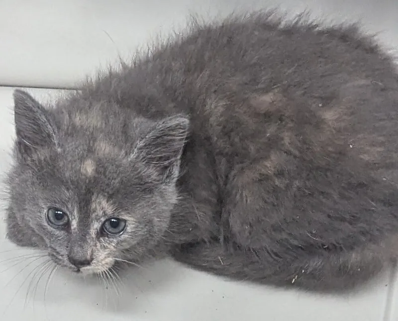 A baby small-sized female Domestic Short Hair cat named Kalin for adoption in Evansville, IN
