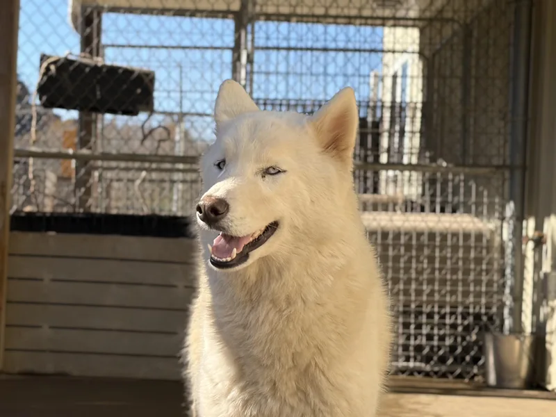 An adult medium-sized male Husky dog named Fondant for adoption in Pomeroy, OH