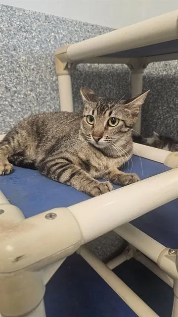 A young medium-sized female Domestic Short Hair cat named Ava for adoption in Paradise, CA