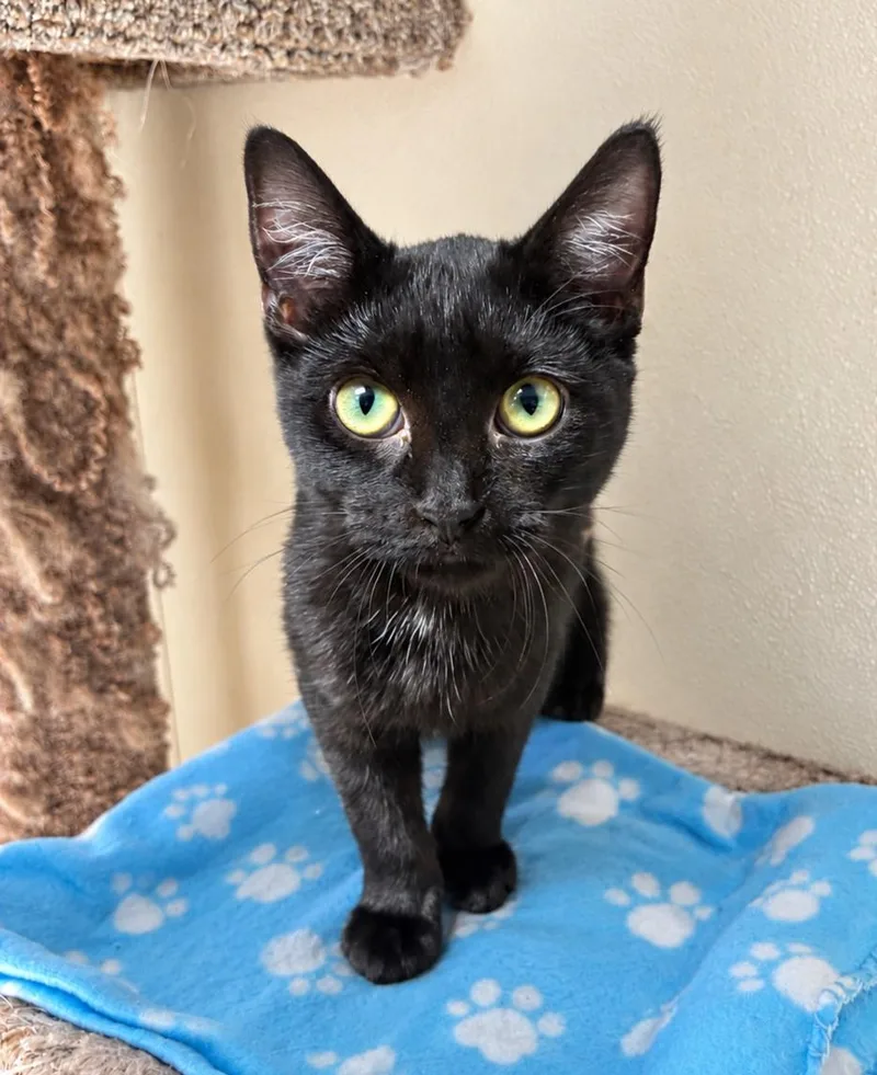 A young medium-sized female Black Domestic Short Hair cat named Millie for adoption in Lodi, CA