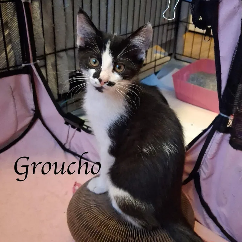 A baby medium-sized female Black & White / Tuxedo Domestic Short Hair cat named Groucho for adoption in Murfreesboro, TN