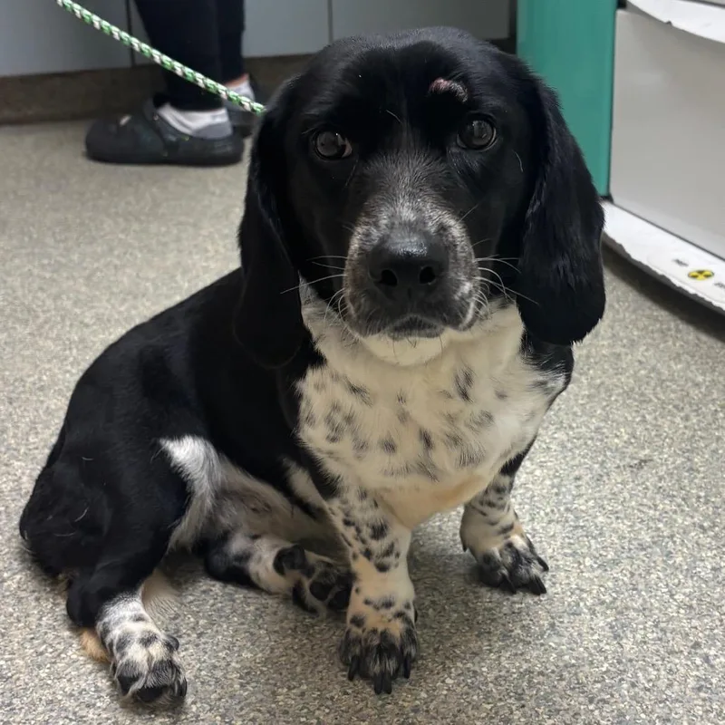 An adult small-sized female Black Mixed Breed dog named Bells for adoption in Jacksonville, FL
