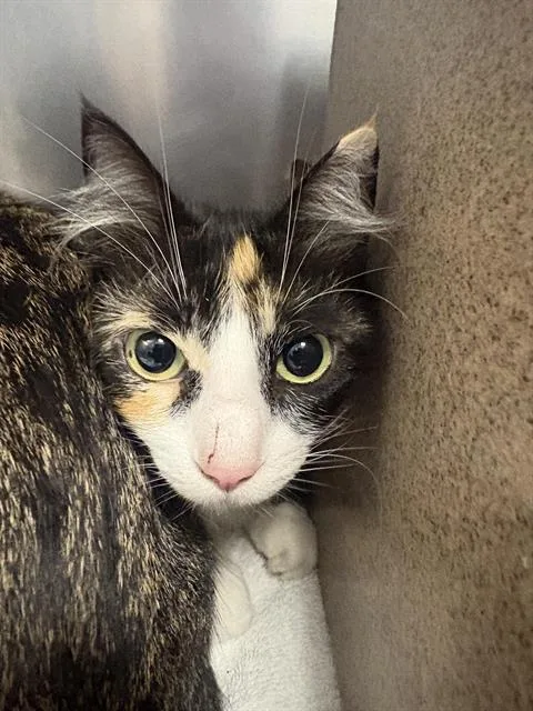 A young large-sized female Domestic Long Hair cat named Mystic for adoption in Santa Cruz, CA