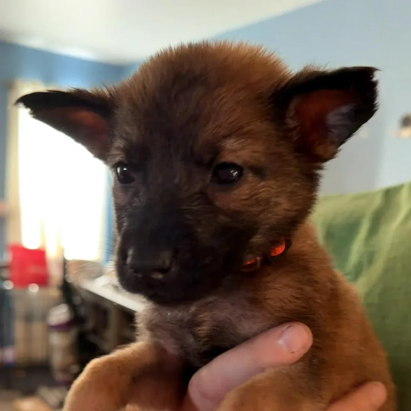 A baby medium-sized female Shepherd dog named Jyn for adoption in Saint John, IN