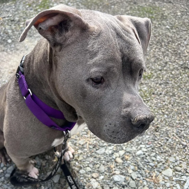 A senior medium-sized male Gray / Blue / Silver Mixed Breed dog named Tyson for adoption in Mansfield, PA