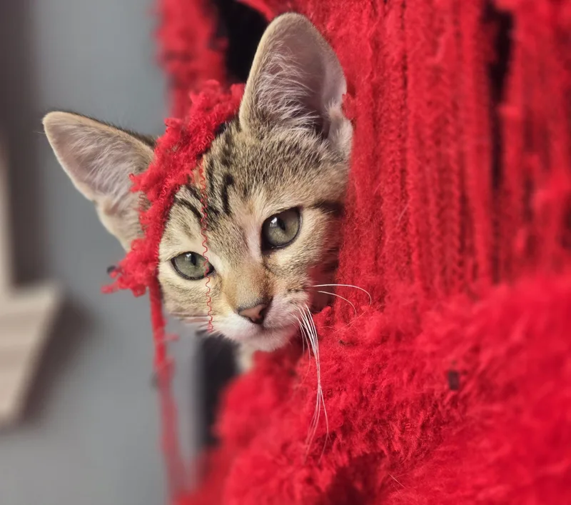A baby small-sized female Torbie Domestic Short Hair cat named Lady Bug for adoption in Fishers, IN