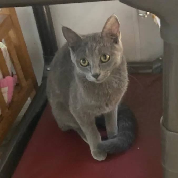 A young medium-sized female Russian Blue cat named Molly for adoption in Saint Marys, WV