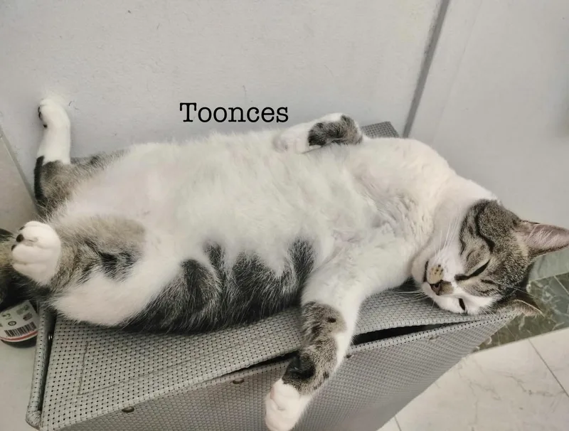 Toonces
