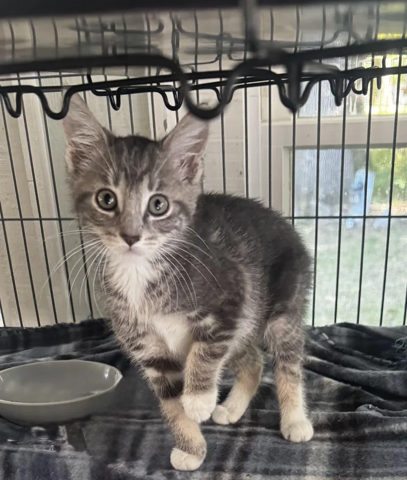 A baby medium-sized female Domestic Medium Hair cat named Monroe for adoption in Saginaw, MI