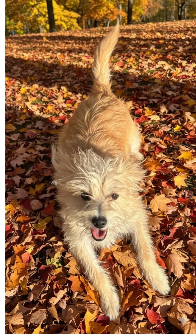 A young small-sized male Apricot / Beige Wirehaired Terrier dog named Ben Cartright for adoption in Amelia, OH