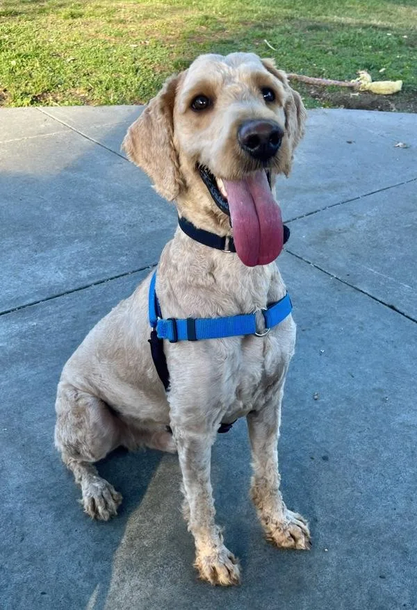 An adult large-sized male Golden Retriever dog named Snoopy for adoption in Novato, CA