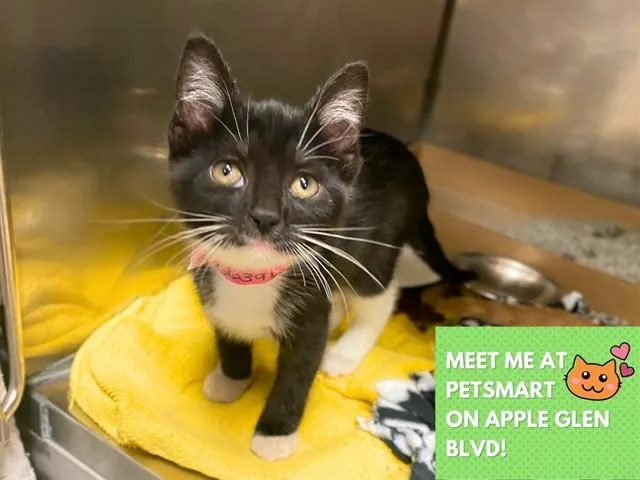 A baby small-sized female Domestic Short Hair cat named Lady for adoption in Fort Wayne, IN