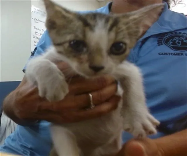 A baby small-sized female Domestic Short Hair cat named Hanky for adoption in Miami, FL