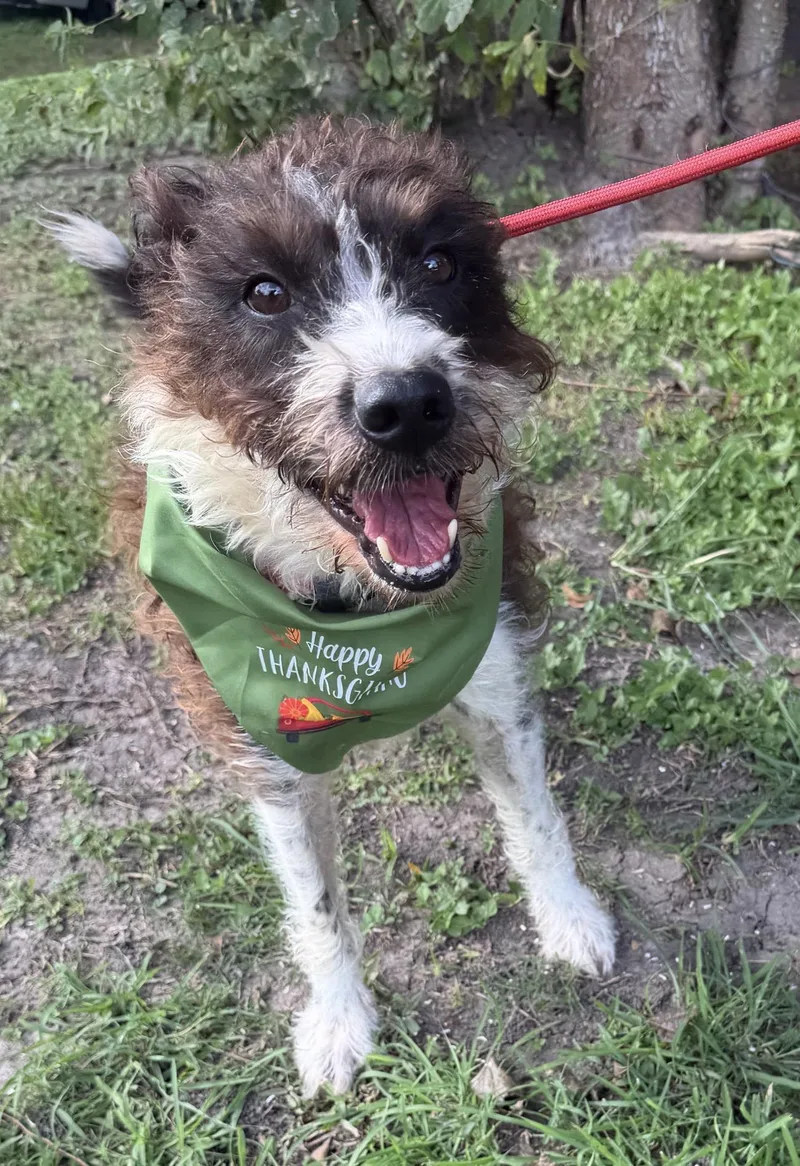 An adult small-sized male Miniature Schnauzer dog named Cha cha for adoption in Louise, TX