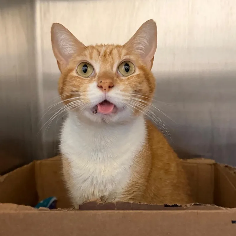 An adult medium-sized female Domestic Short Hair cat named Puddin for adoption in Los Angeles, CA