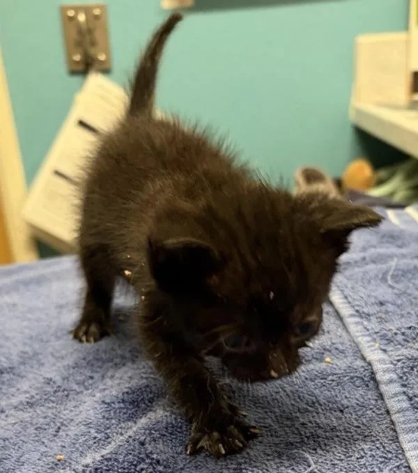 A baby small-sized male Domestic Short Hair cat named Bean for adoption in Escondido, CA