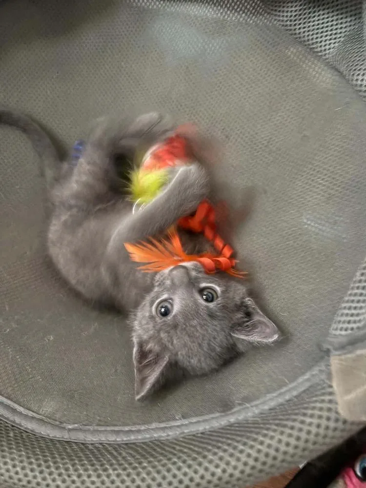 A baby small-sized male Gray / Blue / Silver Domestic Short Hair cat named Pop Tart for adoption in Virginia Beach, VA