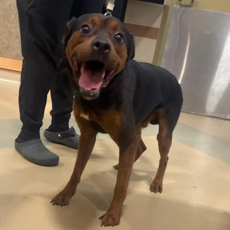An adult large-sized male Black Mixed Breed dog named Kingston for adoption in Winston-Salem, NC