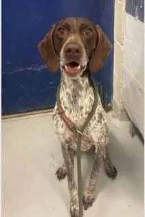 An adult medium-sized female Brown / Chocolate German Shorthaired Pointer dog named Fifa for adoption in Ashland, VA
