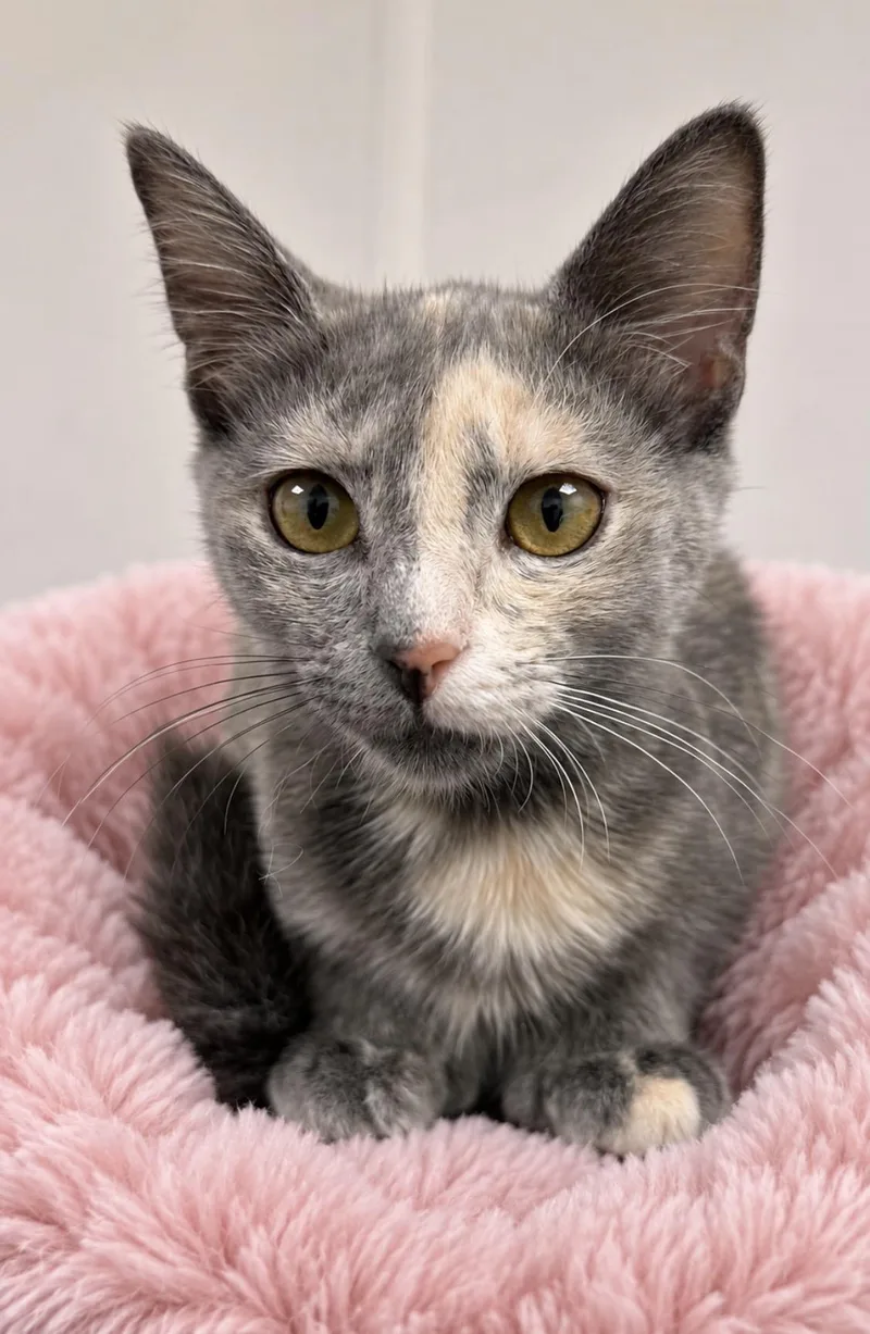 A young medium-sized female Dilute Calico cat named Mittens for adoption in Dalton, GA
