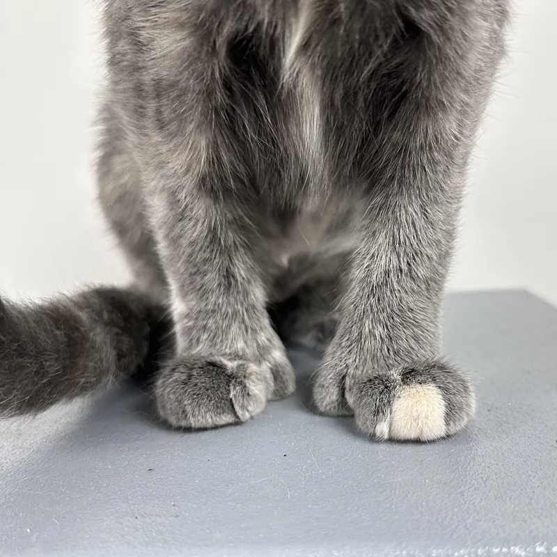Mittens thumbnail 2