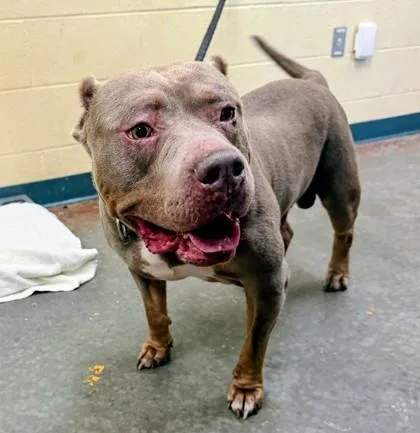 An adult extra large-sized male Pit Bull Terrier dog named Moto for adoption in Independence, MO