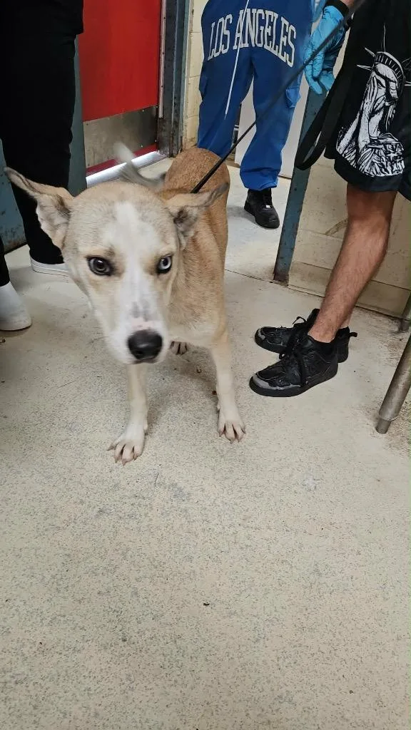 A young medium-sized male Carolina Dog dog named Mason for adoption in Albany, GA