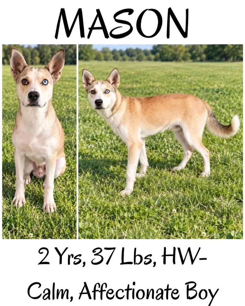 Mason thumbnail 2