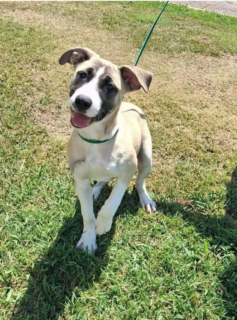 A young large-sized female Mixed Breed dog named Mari Cs for adoption in Columbia, MD