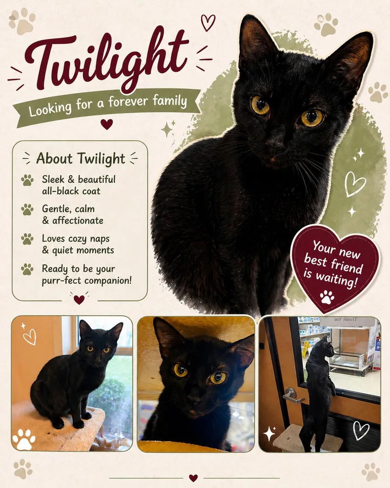 An adult medium-sized female Black Domestic Short Hair cat named Twilight for adoption in Fort Worth, TX