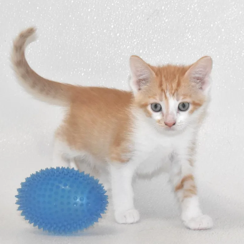 Lava Biscuit thumbnail 2