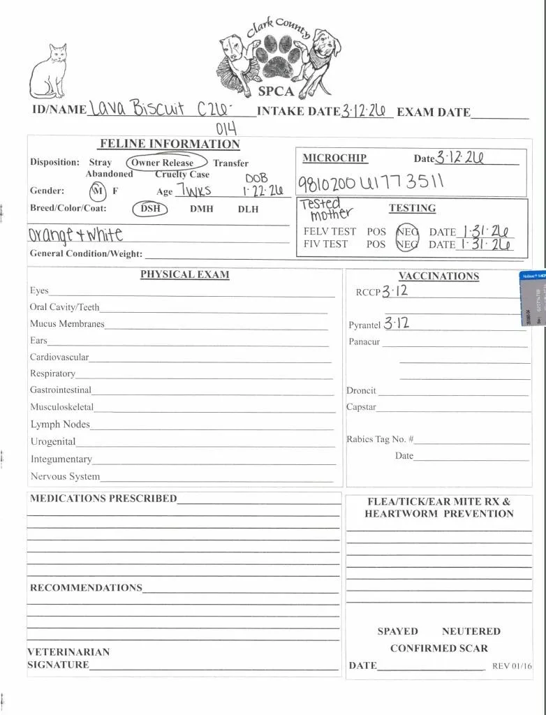 Lava Biscuit thumbnail 3