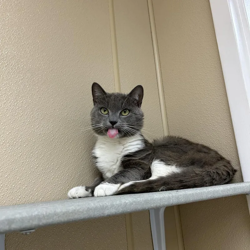 A young medium-sized male Gray / Blue / Silver Domestic Short Hair cat named Hughie for adoption in Mebane, NC