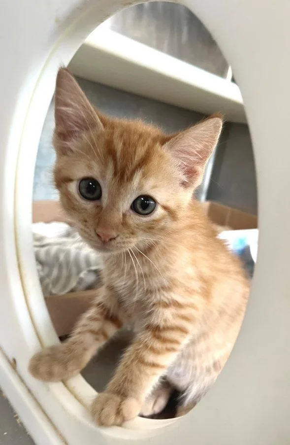A baby medium-sized male Tabby (Orange / Red) Tabby cat named Lion for adoption in Carrollton, GA