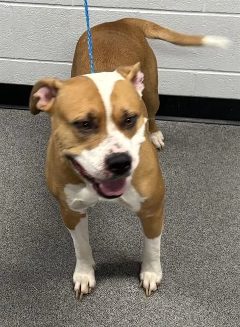 Lulu