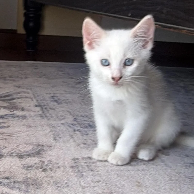 A baby small-sized male Cream / Ivory Domestic Medium Hair cat named Bida for adoption in Tustin, CA
