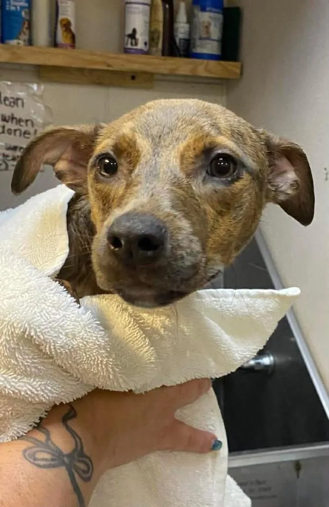 A baby medium-sized female Mixed Breed dog named Donna for adoption in Ocala, FL