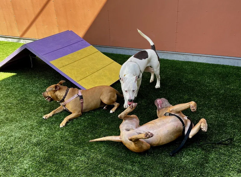 An adult medium-sized male Pit Bull Terrier dog named Skeeter for adoption in Burlingame, CA