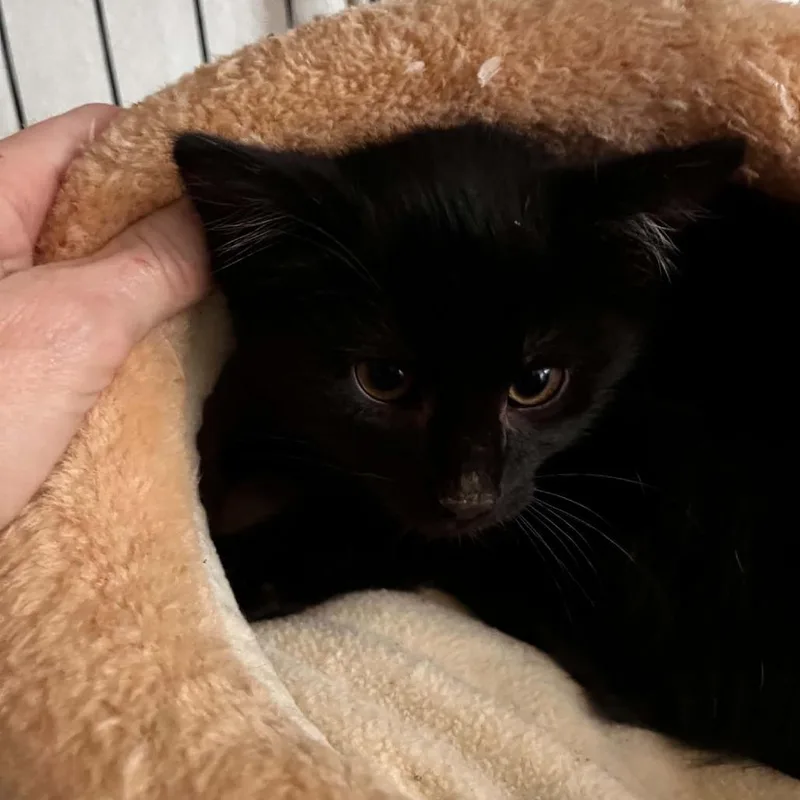 A baby small-sized male Black Domestic Short Hair cat named Jay for adoption in Bentonville, AR
