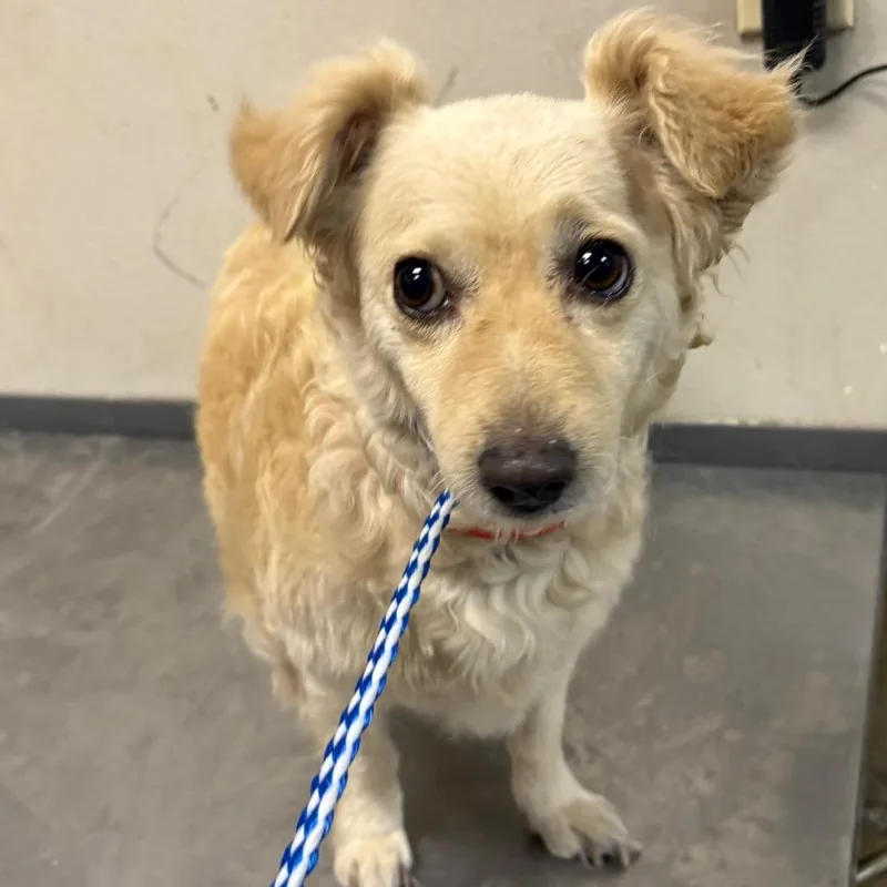An adult small-sized female Apricot / Beige Chihuahua dog named Star for adoption in Yuma, AZ